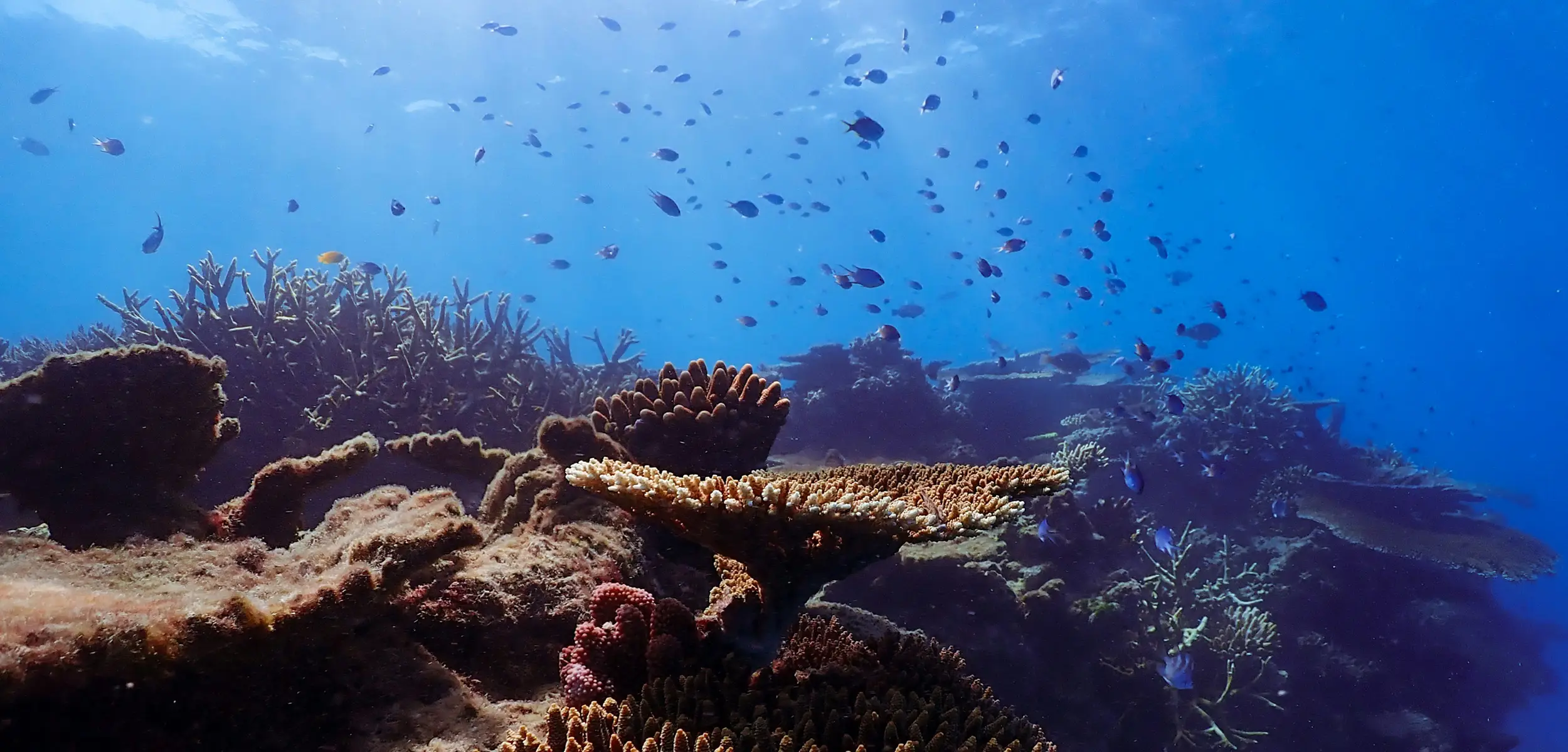 グレートバリアリーフ