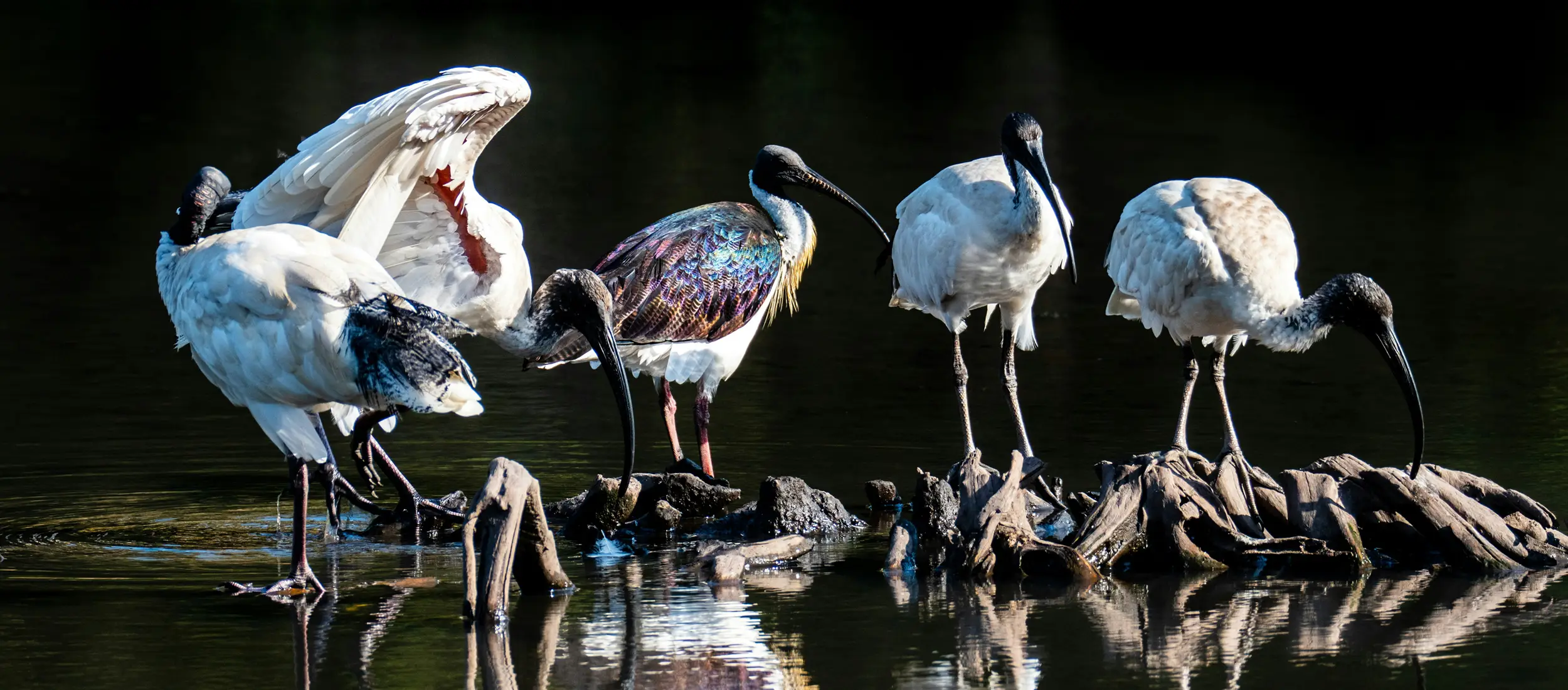 オーストラリアロケ
