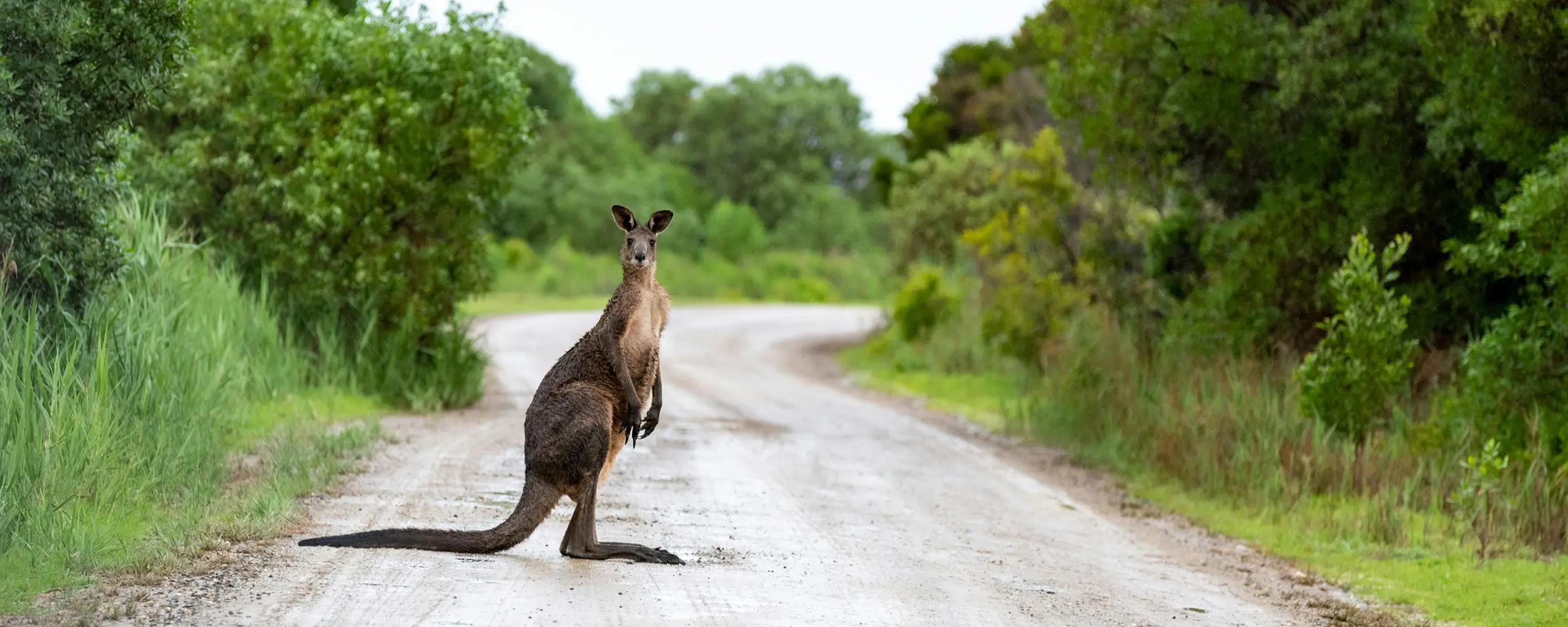 オーストラリアでの映像制作