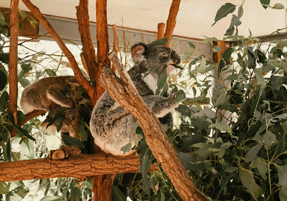自然の楽園 ローンパイン・コアラ保護区